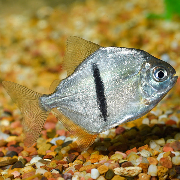 Black Bar Silver Dollar (Myleus schomburgkii) 3"