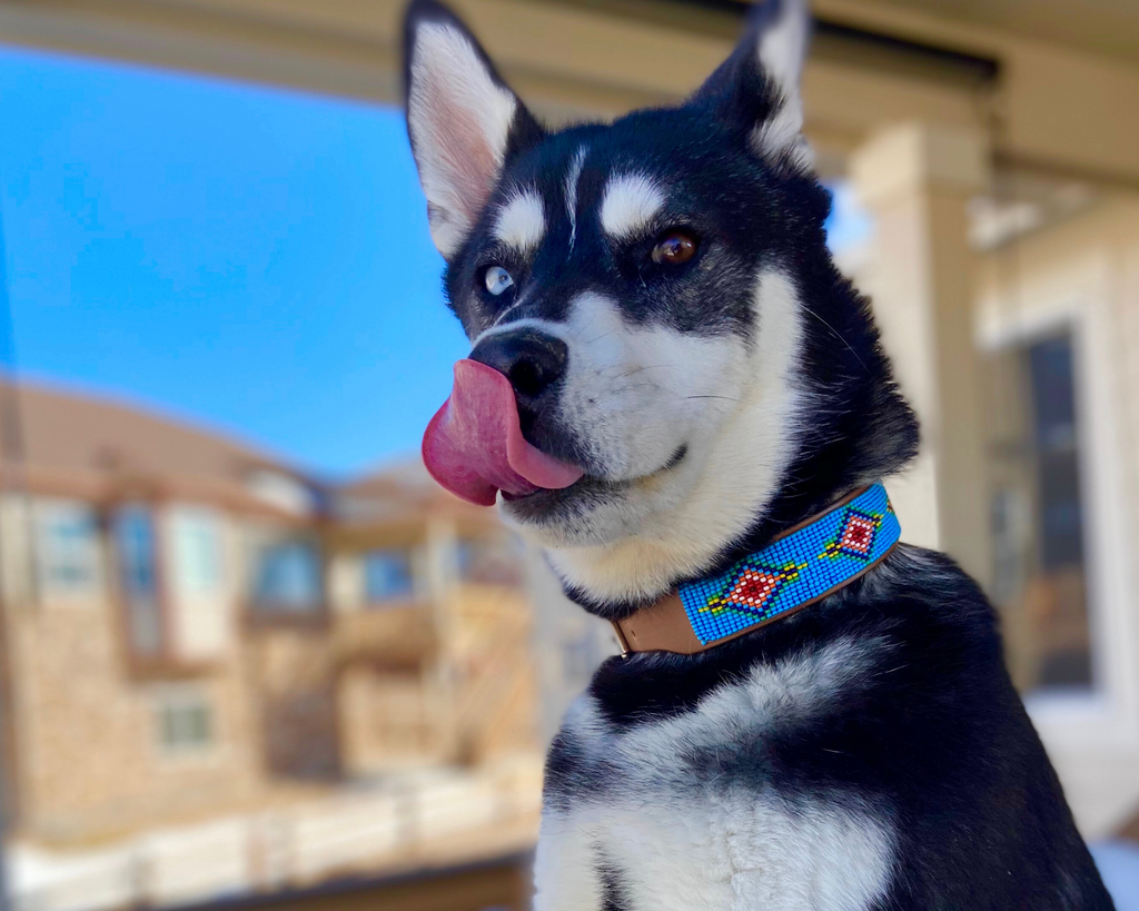 Blue Vogue Sambboho dog collar