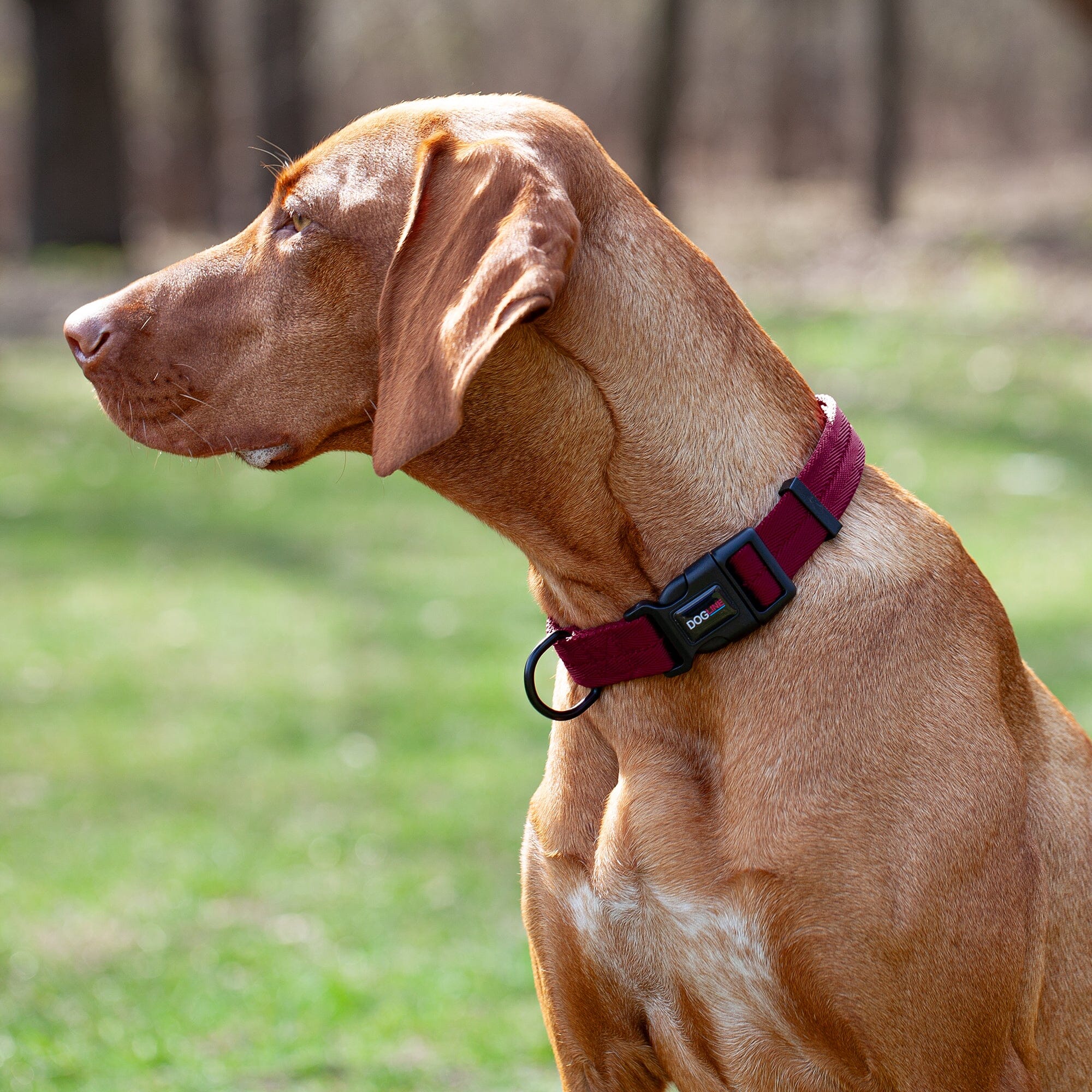 Nylon Flat Dog Collar