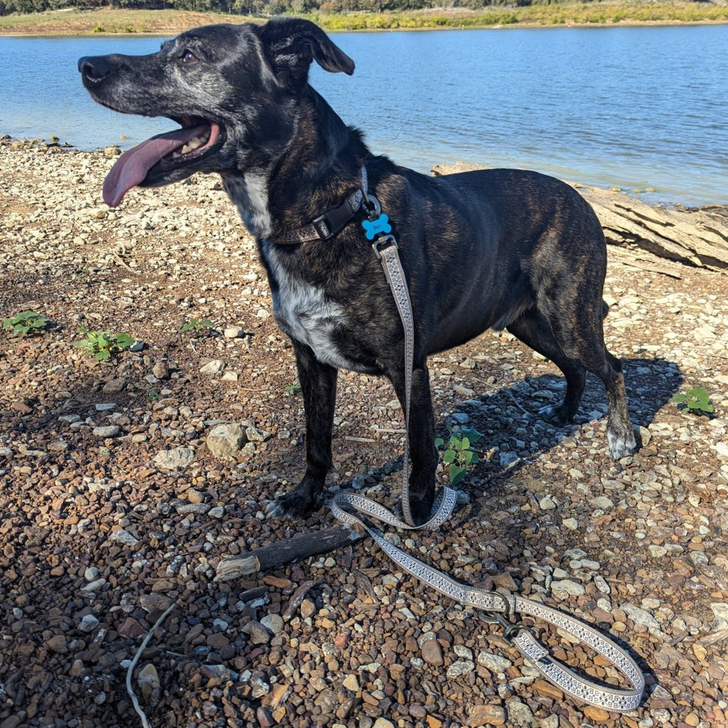 Pendleton Adventure Collar