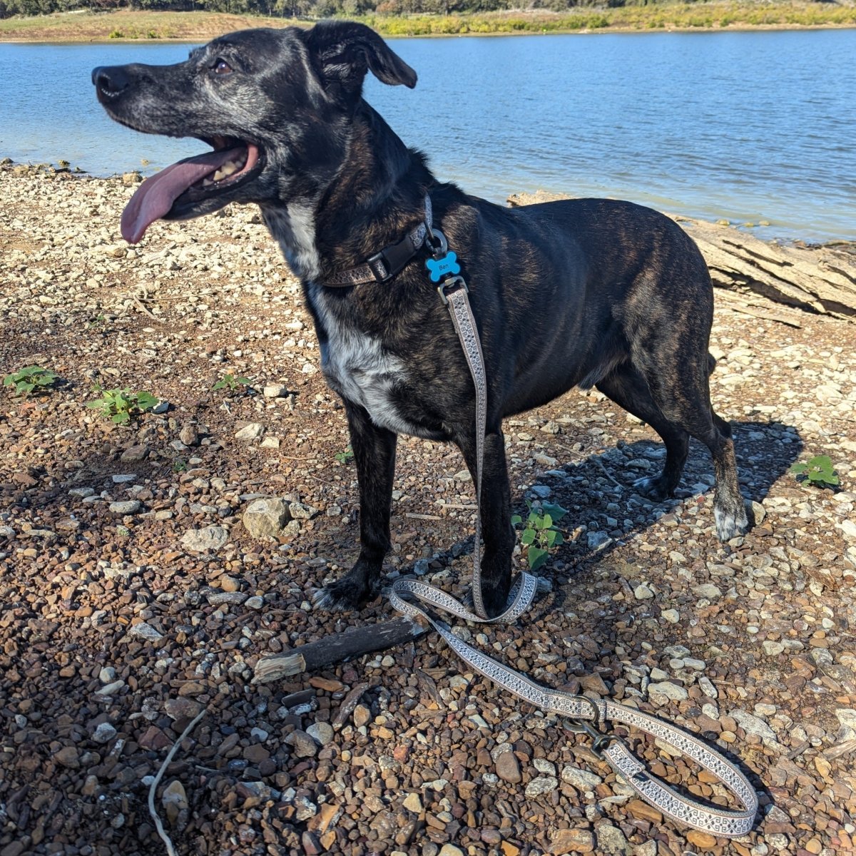 Pendleton Adventure Collar
