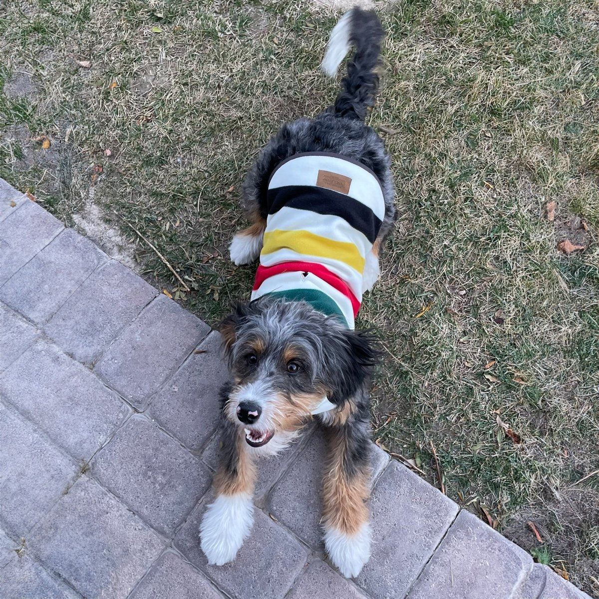 Pendleton National Park Dog Vest