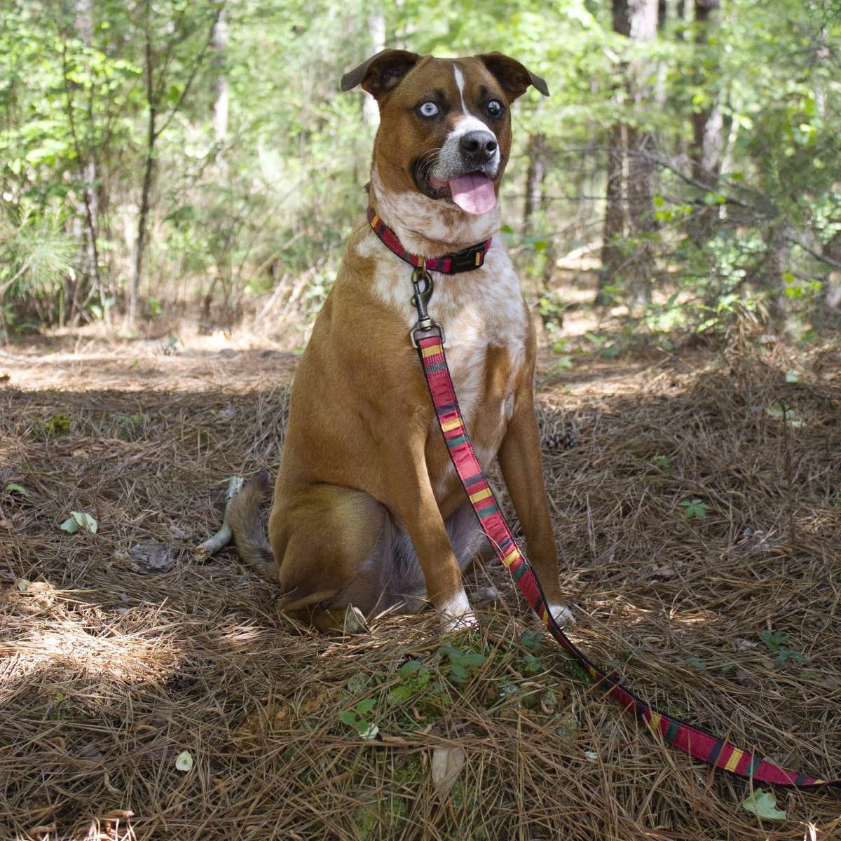 Pendleton National Park Hiker Collar
