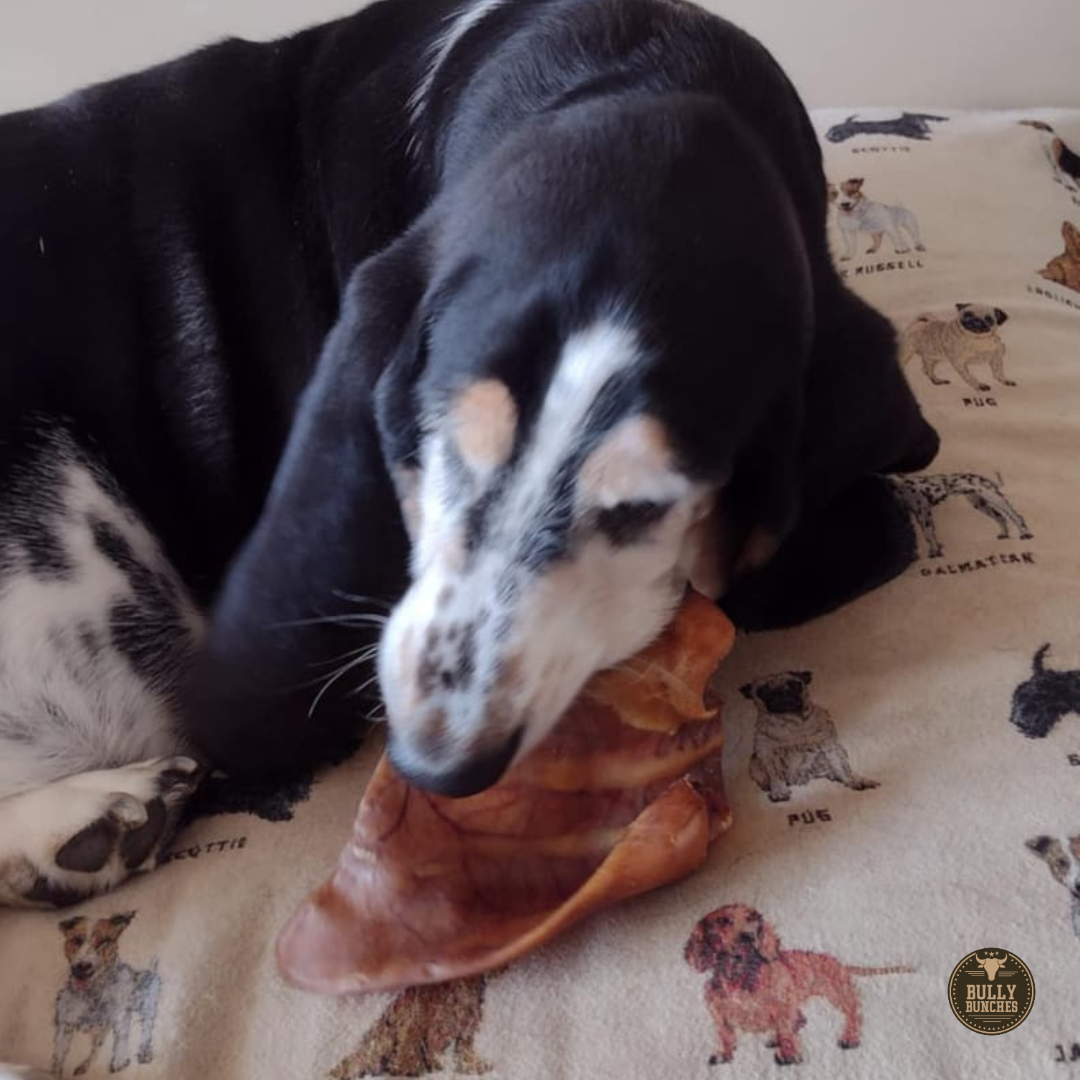 Whole Pig Ear
