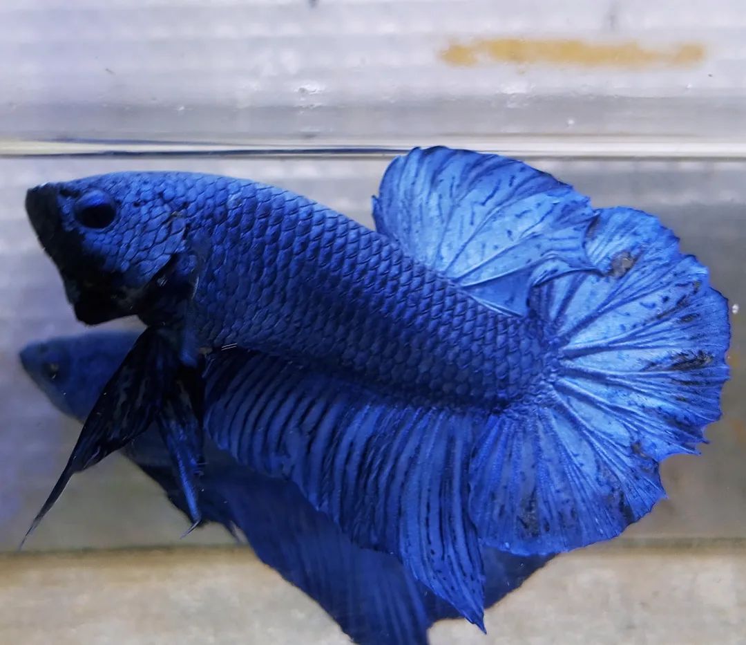 Betta Giant