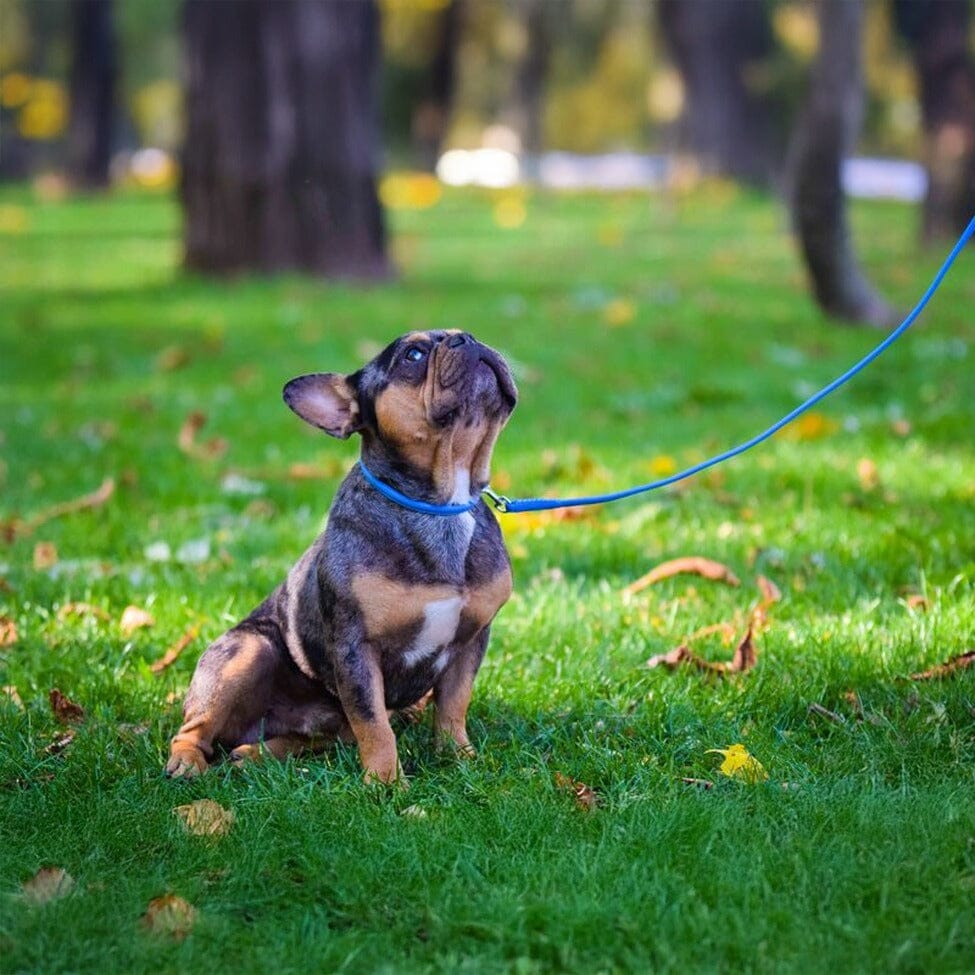 Soft Leather Round Dog Collar