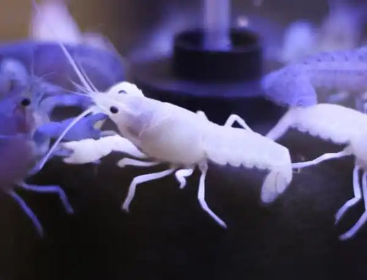 White Lobster Crayfish