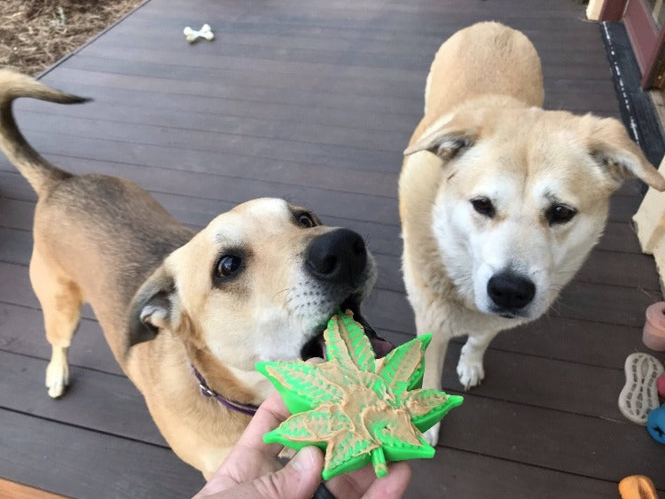 Colorado Maple Leaf eChew Durable Nylon Dog Chew Toy