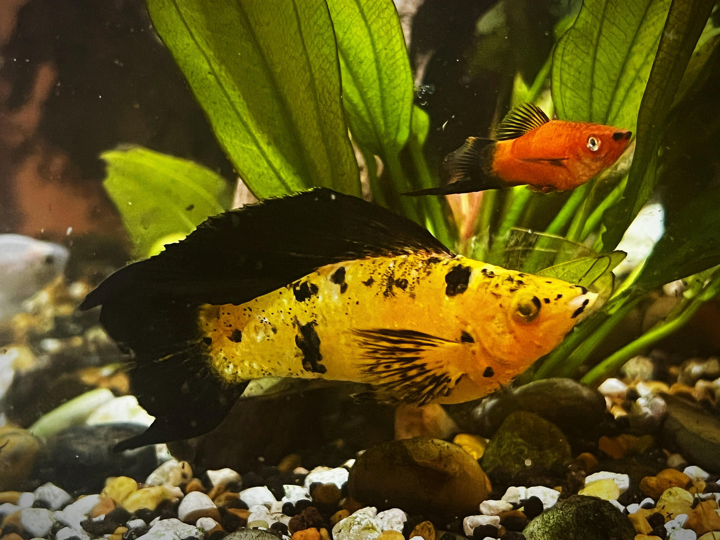 Assorted Leopard Molly